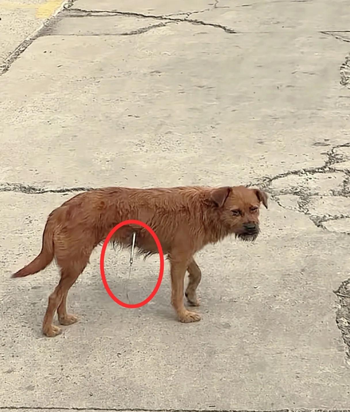 男子一大早来到店里，看到自己喂的这只流浪狗被人用弩箭射中了腹部，他上前想去安抚一