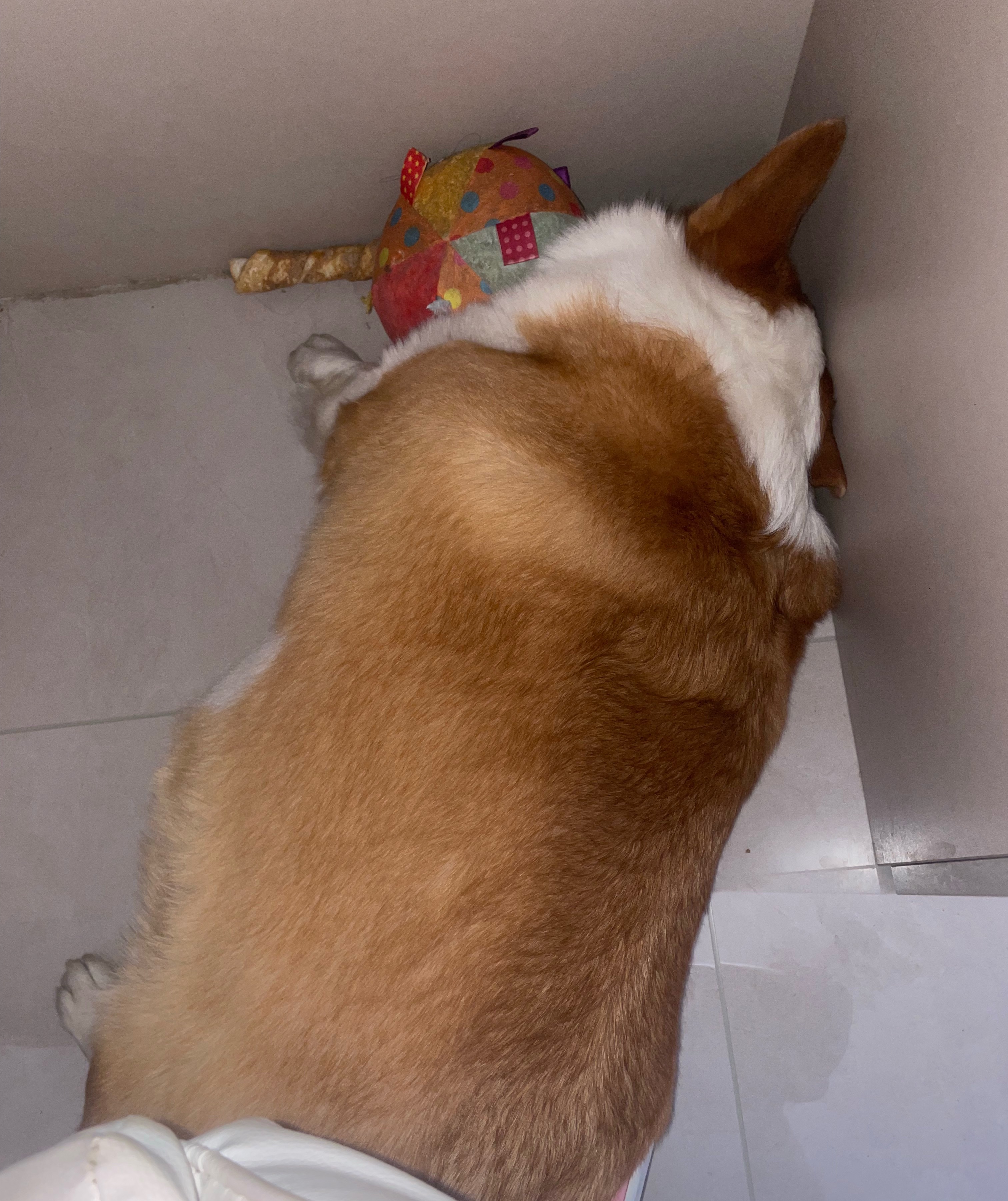 小狗们就这样睡来睡去💤 