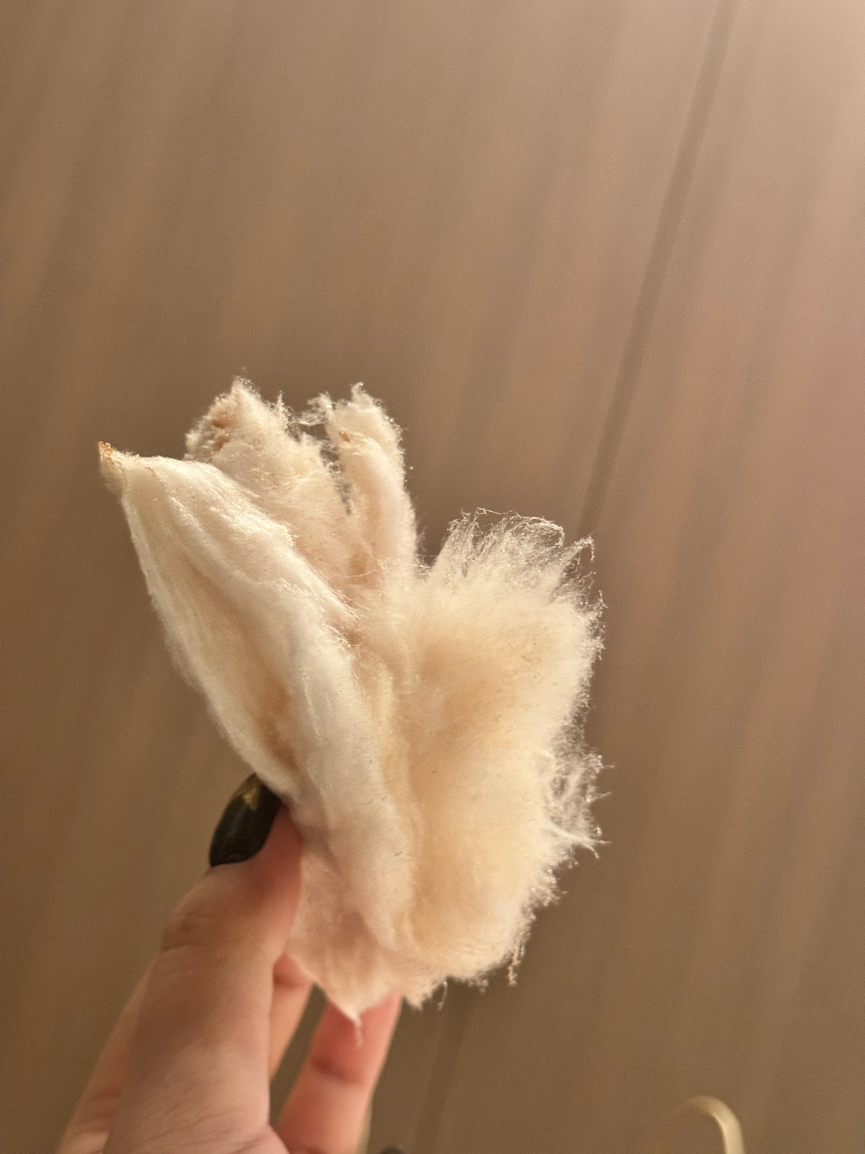 全世界去吃无印良品的棉被（花）芯（糖） 言尽于此！ 