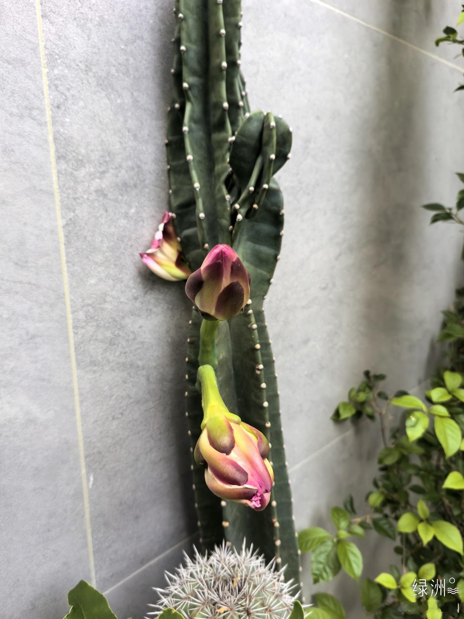 花开富贵 哇塞！[耶][耶][耶]​仙人掌开花啦🌸[赞][赞][赞]​​祝大家