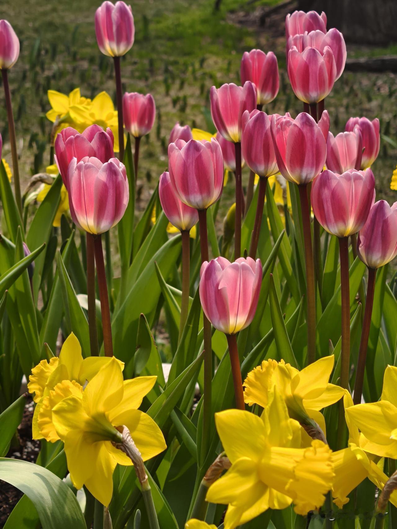 3月下旬的北京中山公园藏着满园春日美好，当下花事正盛且游人适中，既有古典坛庙的底