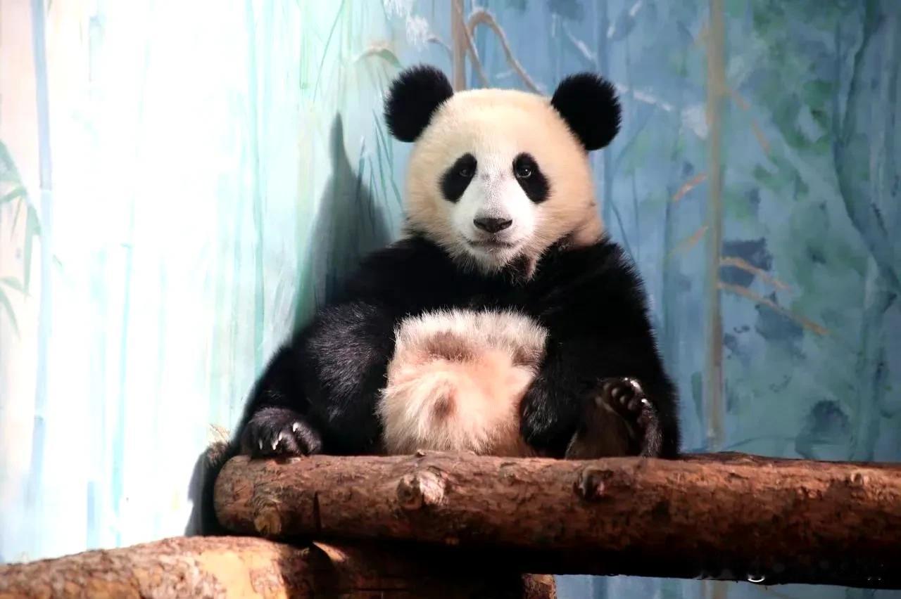 喀秋莎，你的气势很足够，但是颜值下降的厉害啊。

上次博主说了一句大实话，就是说