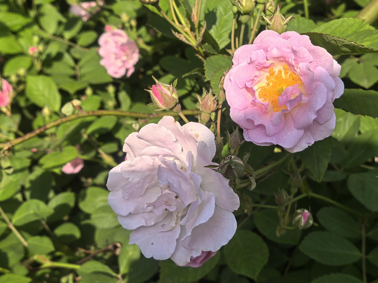 粉嫩玫瑰绽放，尽享春日美好时光🌸🌸