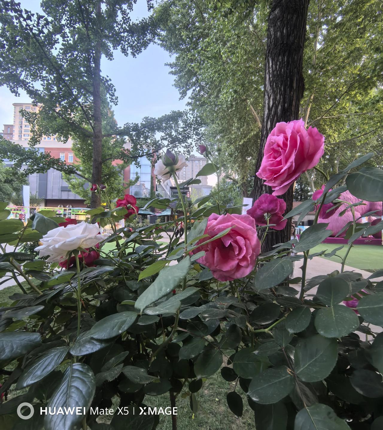 有白色的，有粉色的，还有红的、黄的，朵朵娇艳动人。2026年4月25日晚，我也抓