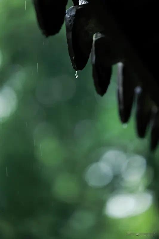 《听雨遣怀》乐韵诗心原创诗词:
几番风雨几番愁，
吹落繁花吹白头。
世上多少伤情