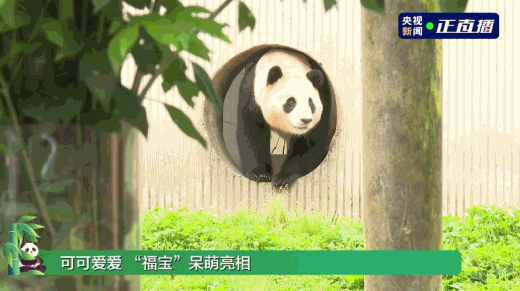 今天上午，大熊猫福宝在中国大熊猫保护研究中心卧龙神树坪基地正式与公众见面，见面会