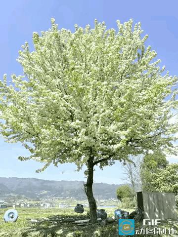 近日，贵州一女子去姐姐家里玩，在姐姐家附近发现了一棵很漂亮的树，她用尽办法都没有