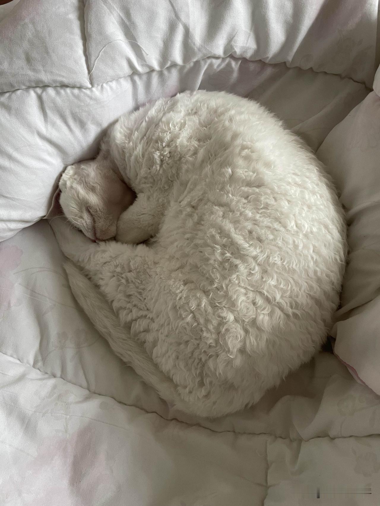 我家小猫咪昨天是一只睡猫，白天使劲儿睡觉，晚上变成精神猫。