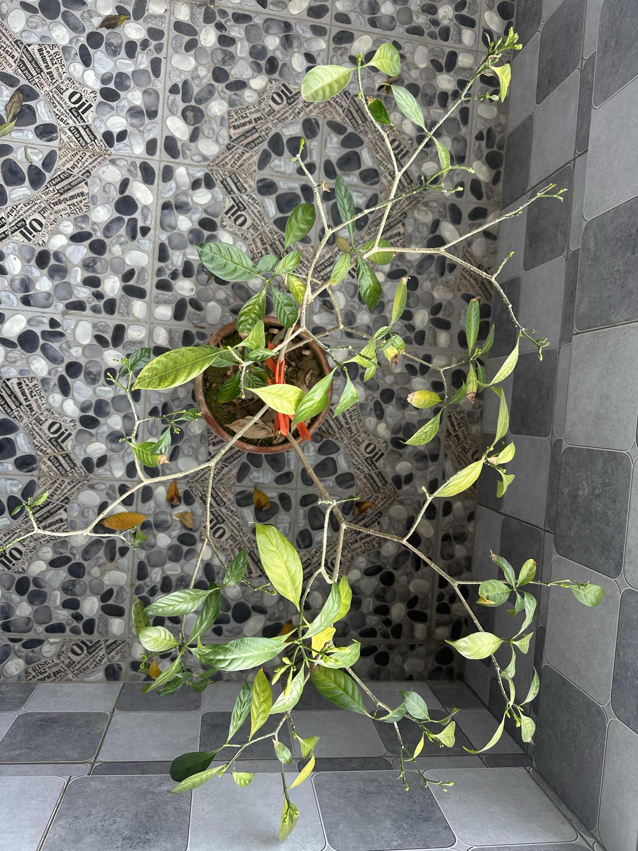 春天是个百花盛开的季节，年刚过，田野、公园、小区等地方，花木复苏，百花盛开。小区