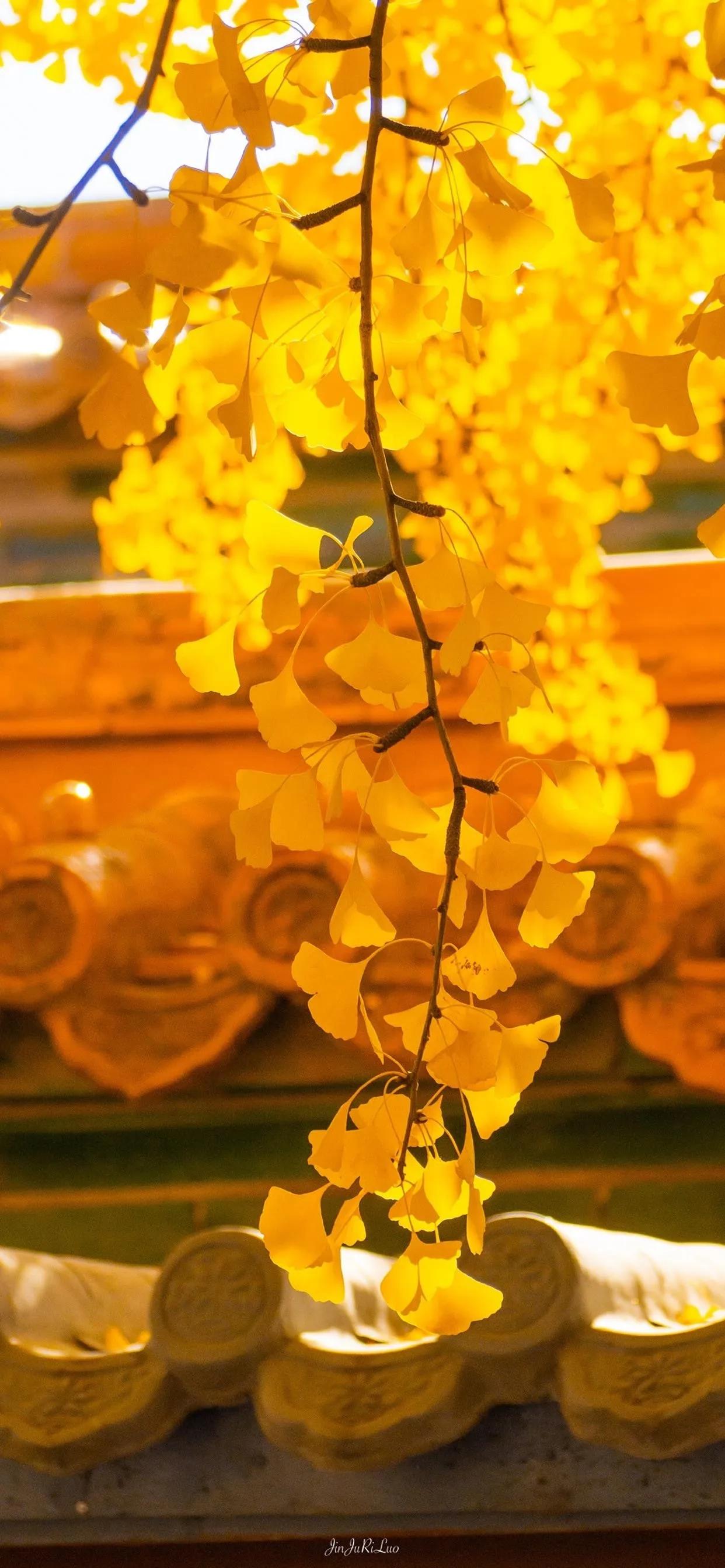 日子不管多么艰难，环境不管多么恶劣，我们要活下去。什么都可以输，但意志力坚决不能