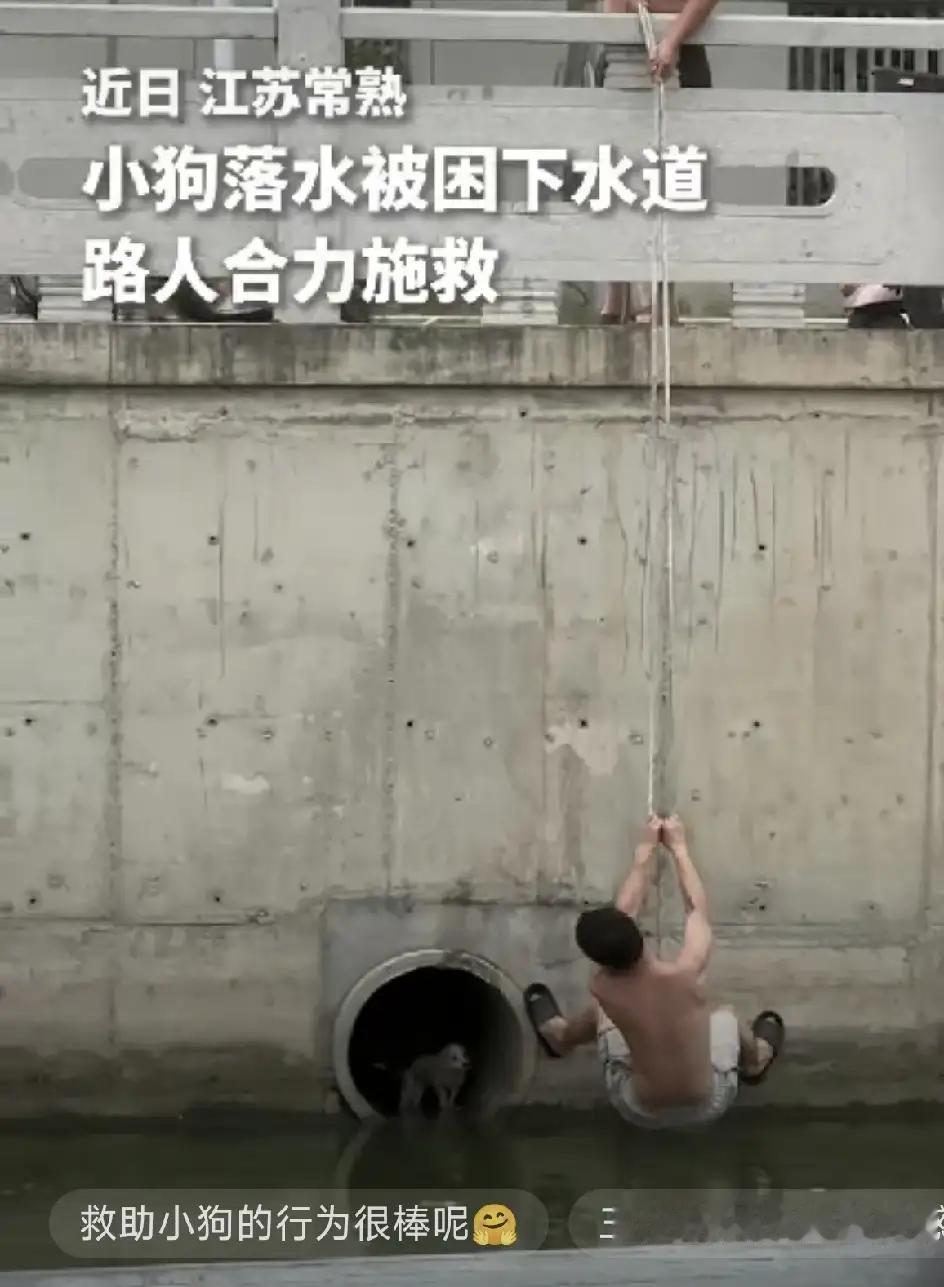 “没想到上人民日报了。”江苏常熟，一小狗落水被困在下水道里，本以为一生就要在此度