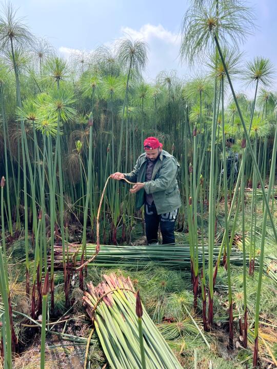 带您了解一下纸莎草纸的生产过程