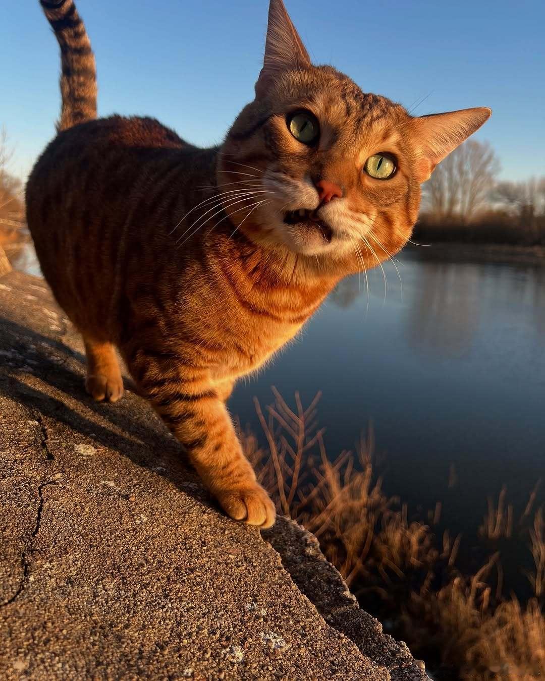 ☀️cr：cosmo savannahcat 