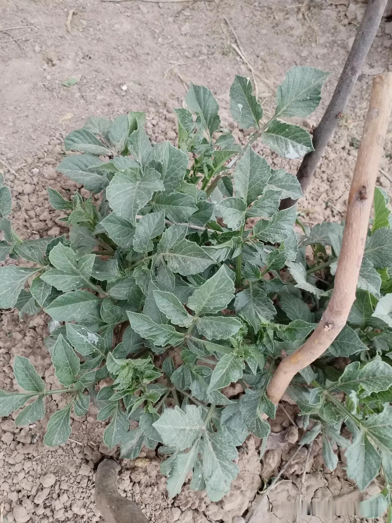 你手机里拍照的花草