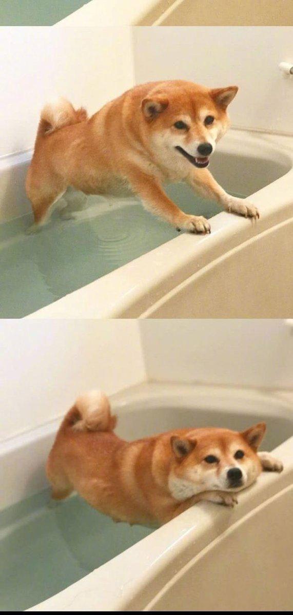 柴犬：不想洗澡！