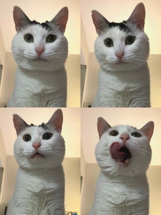 这种臭臭的黑芝麻馒头我一口八个