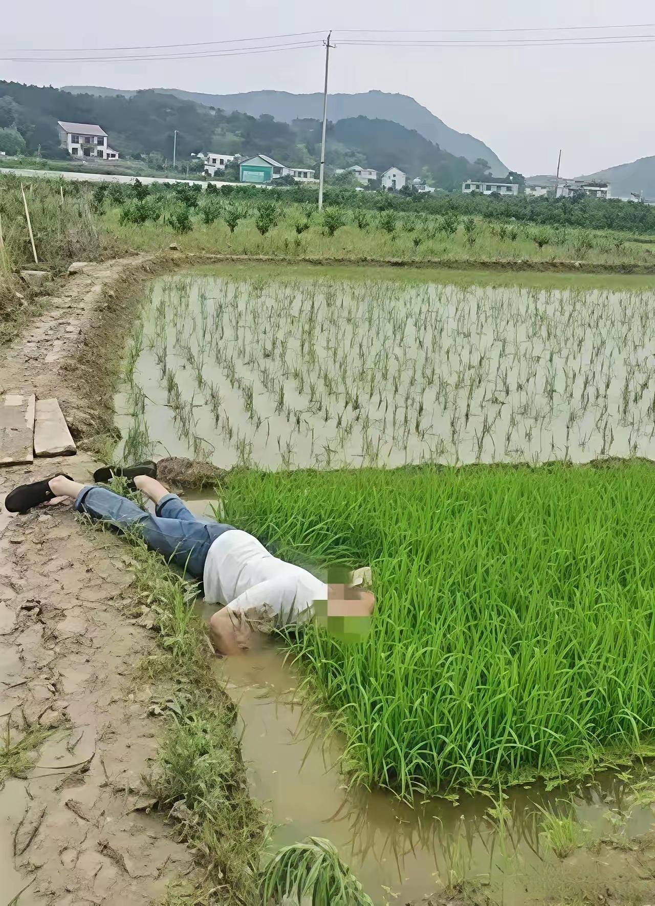 “并非谁死谁有理！”四川成都，一七旬大爷早起锻炼时，路过一片稻田，当他来到稻田边