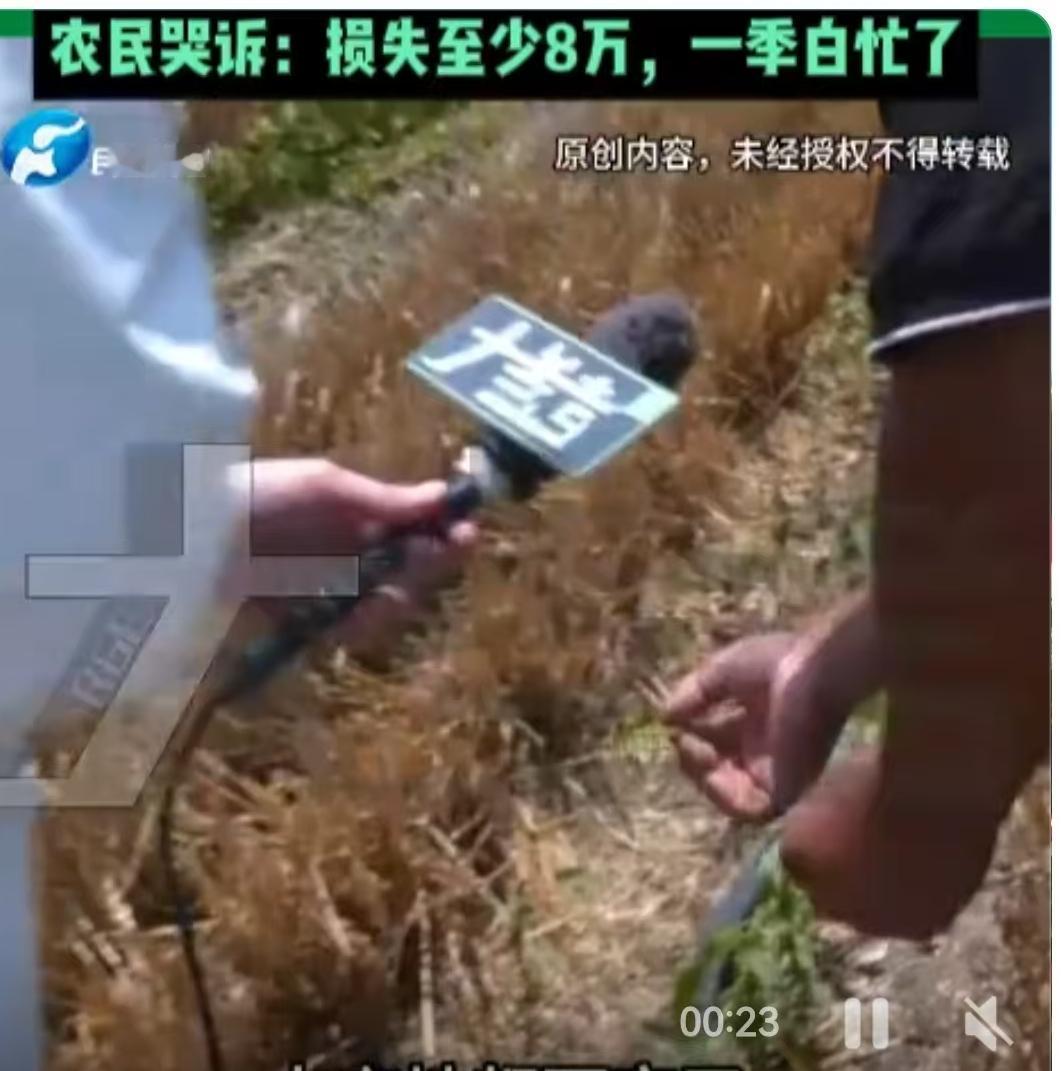 河南开封的初秋，本该是田野里孕育希望的时节。一位农户清早踏进自家地头，眼前的景象