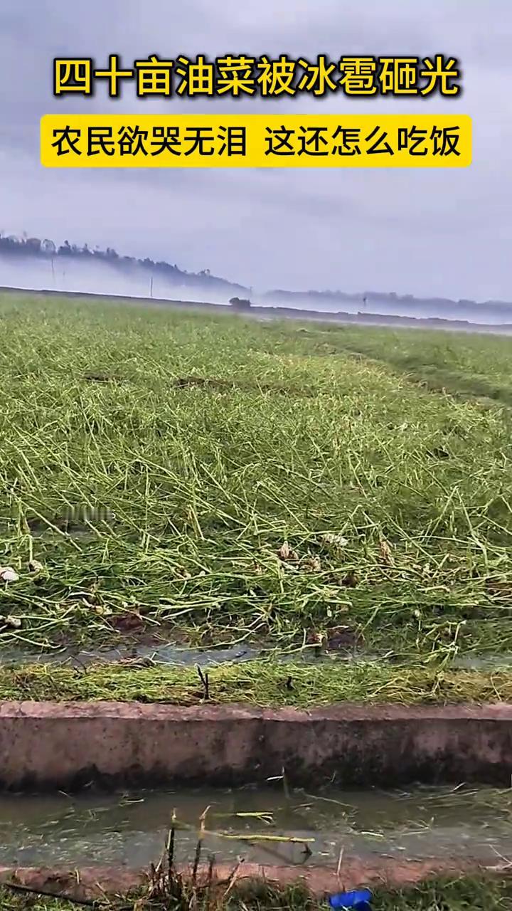 四十亩油菜被冰雹砸光，农民欲哭无泪，这还怎么吃饭？
这是湖南省平江县的嘉义镇，我
