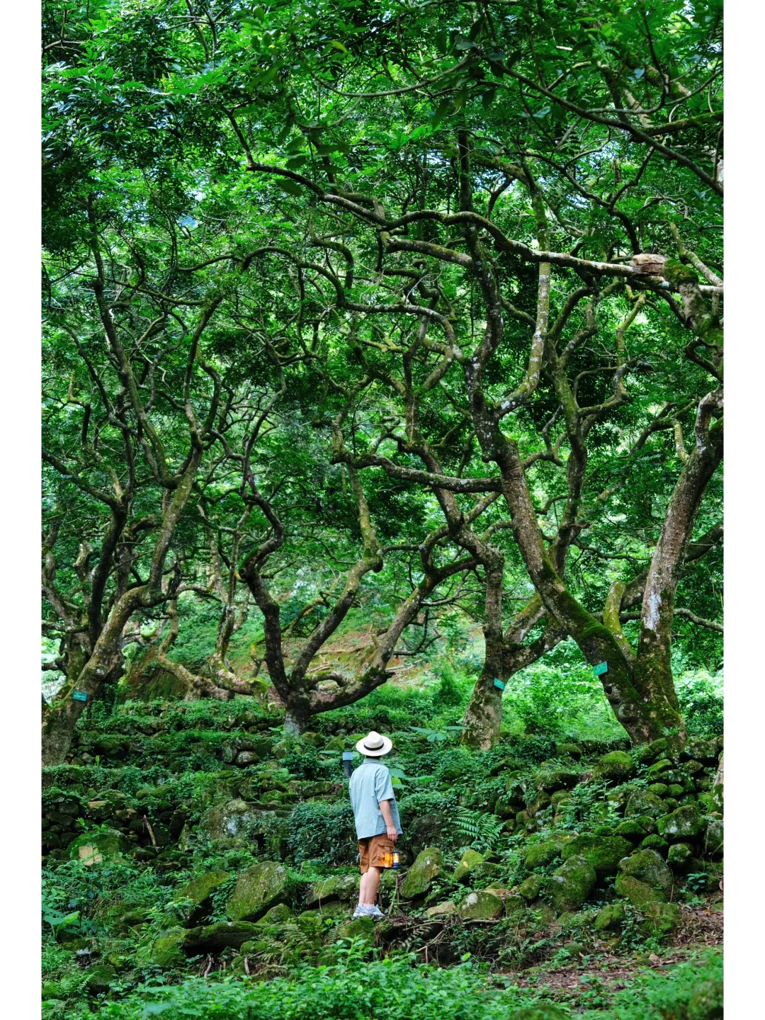 在广州！我找到了现实版魔戒森林🌳