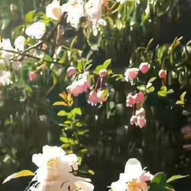 善良是灵魂自带的芬芳，越是主动向外界释放善意，内心越会充盈平和，坚持每日一善，接