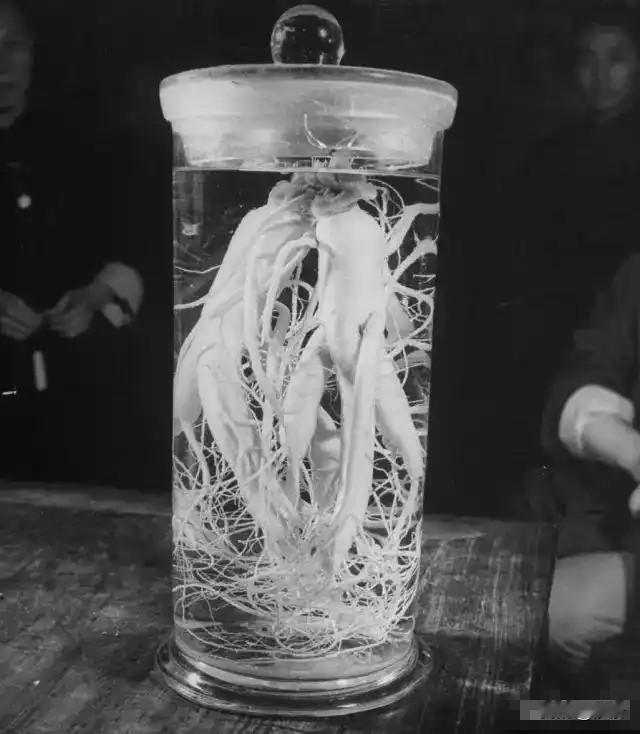 民国时期的人参比黄金贵的多
《银元时代生活史》的作者陈存仁这么写：每天进服药物，