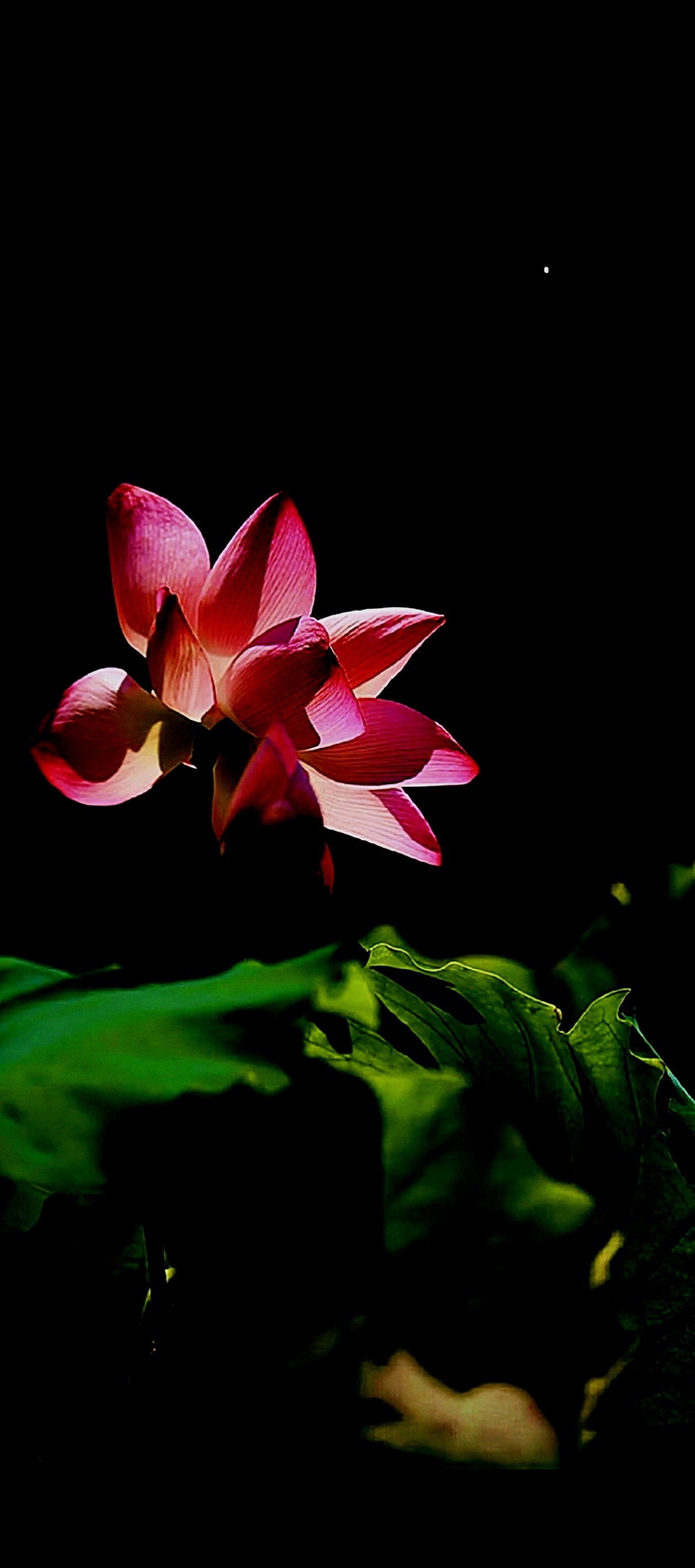 五毒1.贪:永不知足2.嗔:不顺心就炸3.痴:钻牛角尖4.慢:眼高手低5.疑:谁
