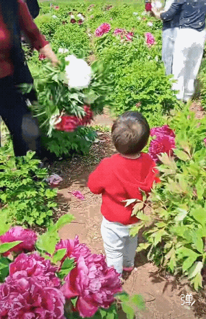 大媽把這當自己家菜園子了，这种言传身教，后果堪忧啊！[捂脸]