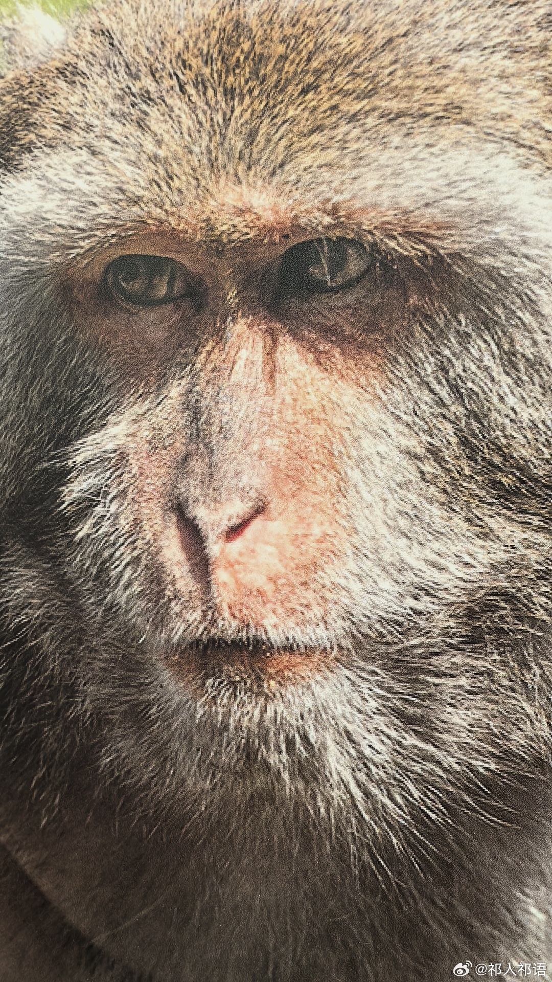 台湾猕猴，国家一级保护动物。 