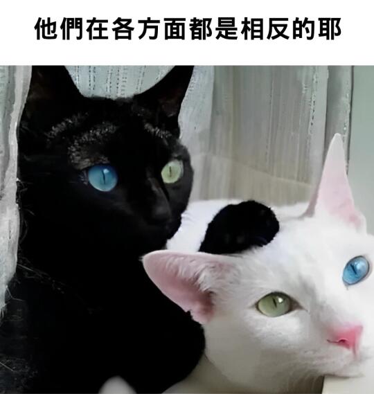 🐱喵喵师傅们的梗图系列😺