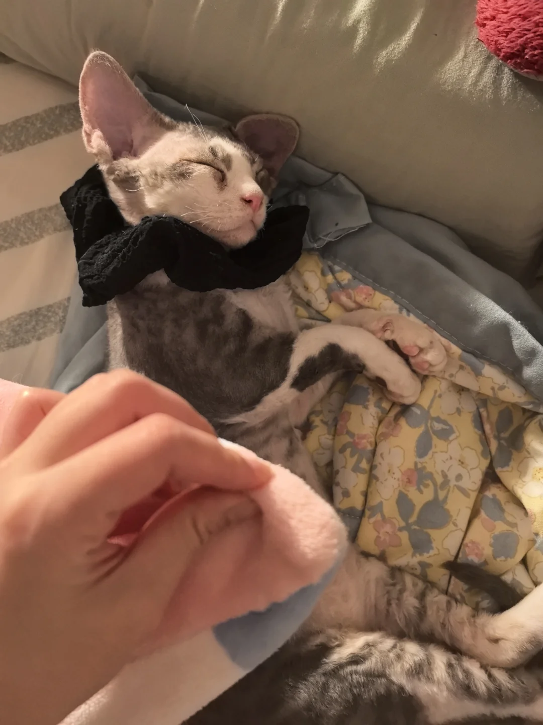 不管祖籍那里，睡觉都要盖肚皮