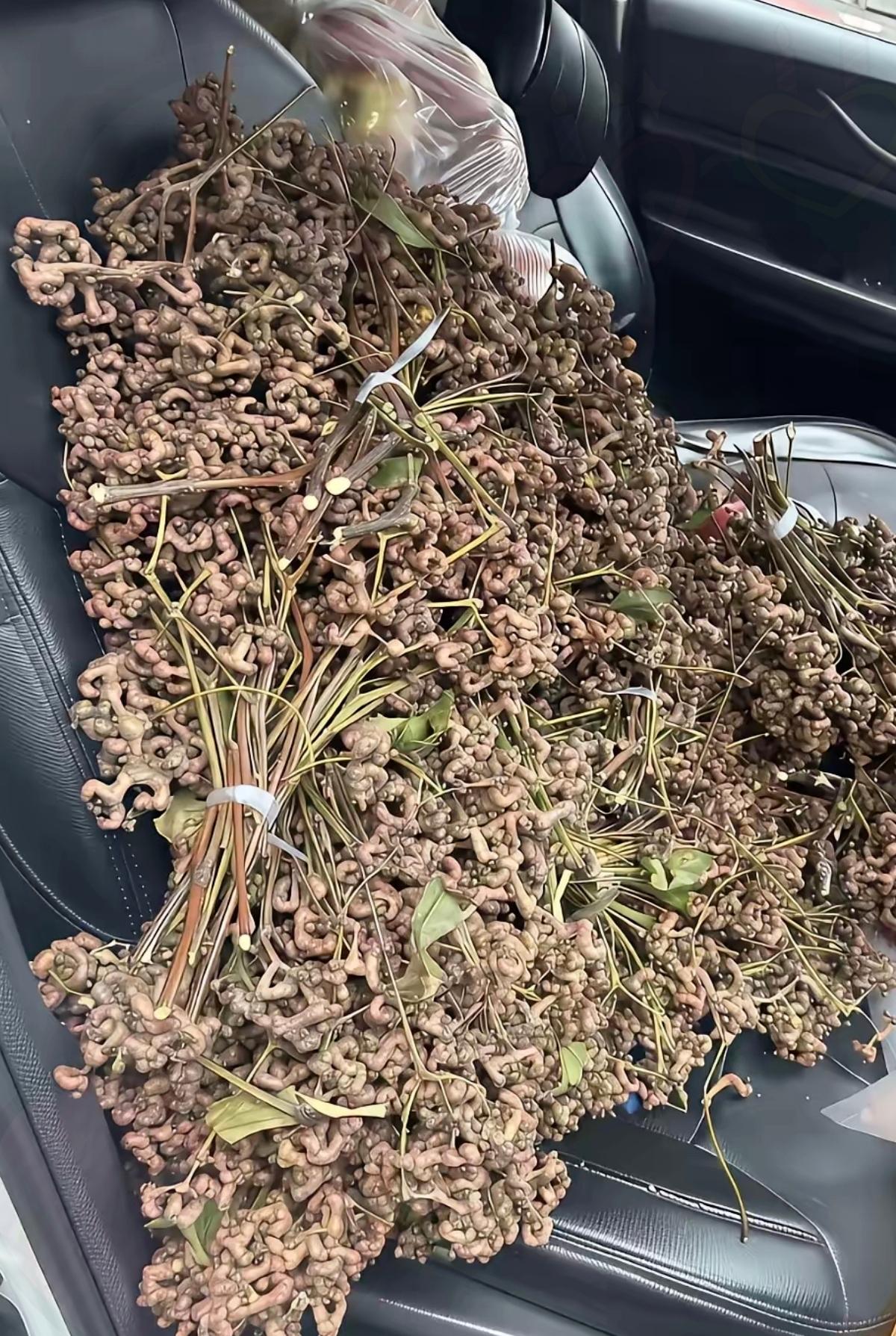 这歪七扭八像枯树枝的玩意儿，竟是藏了千万年的养生甜果，吃过的人都懂它的妙。
 