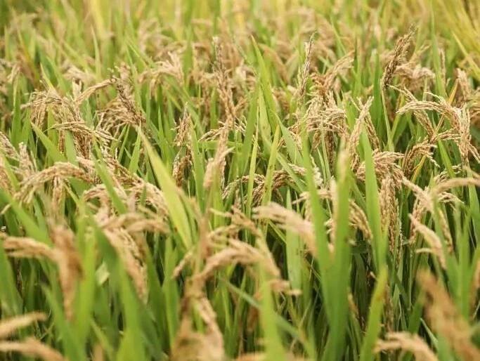 间谍在我国非法搜集亲本种子！国家安全部曝光

　　种子是农业的“芯片”，种业安全