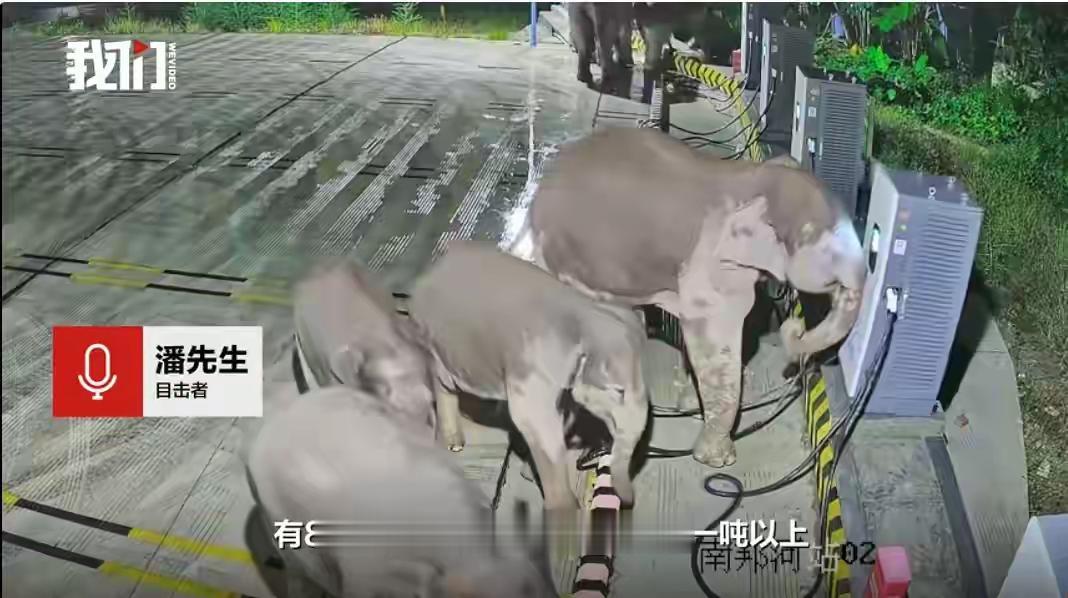 这确实怪不得大象，充电桩也有相应的责任，双方都有错误，各自承担50%的问题。在云