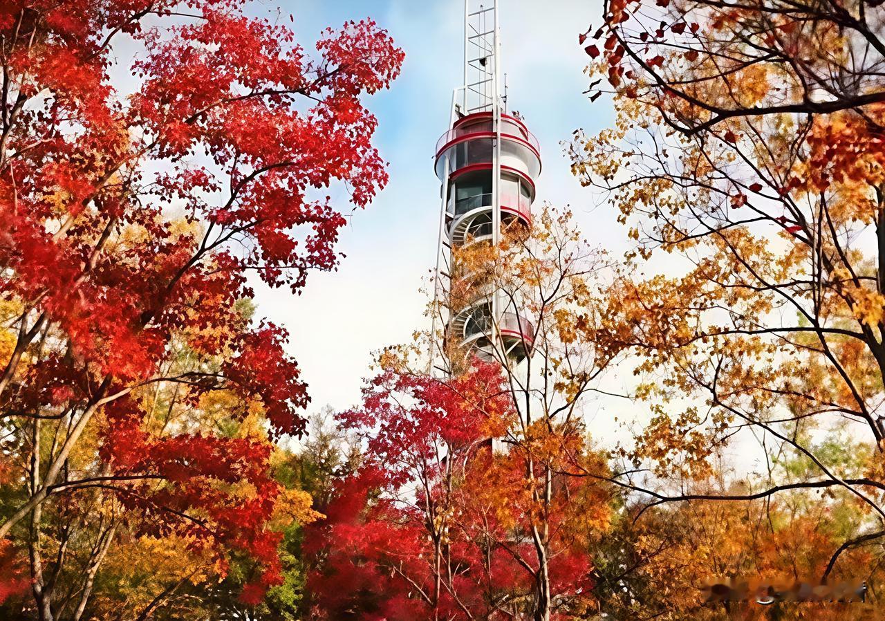 🍂扬州赏秋宝藏地！六圩灯塔公园美成油画啦！
 
扬州的深秋真的藏不住了！六圩灯