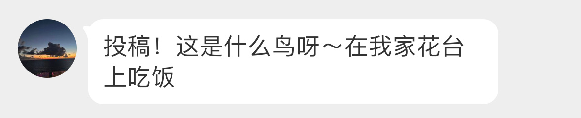 #鸟粉投稿# 窗外干饭的【凤头鹰】（  眼神很犀利它抓了一只小乌鸫🙊 大快朵颐