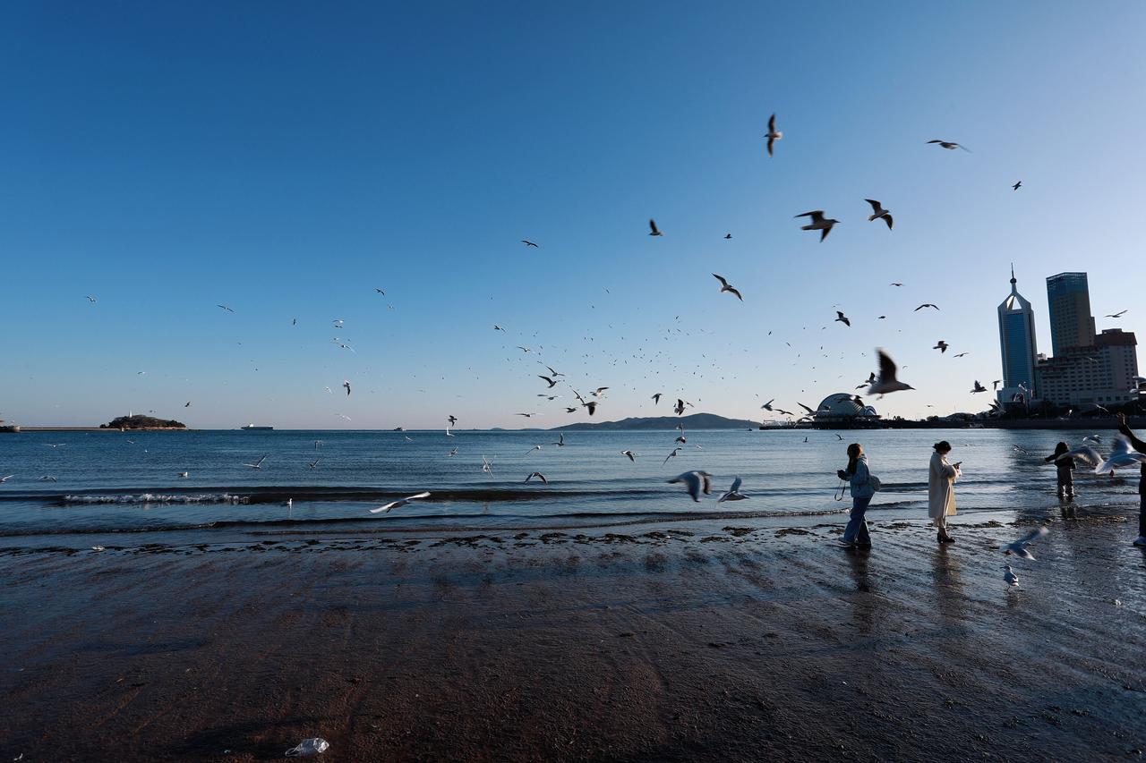 摄影约拍跟拍青岛打卡 海鸥喂食打卡 栈桥海鸥
