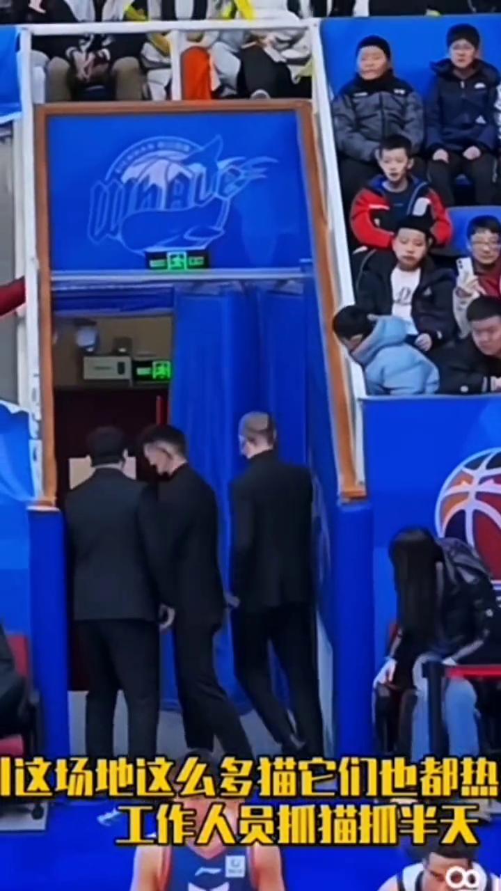 四川场内抓猫。
这场地这么多猫，它们也都热，工作人员抓猫抓半天。