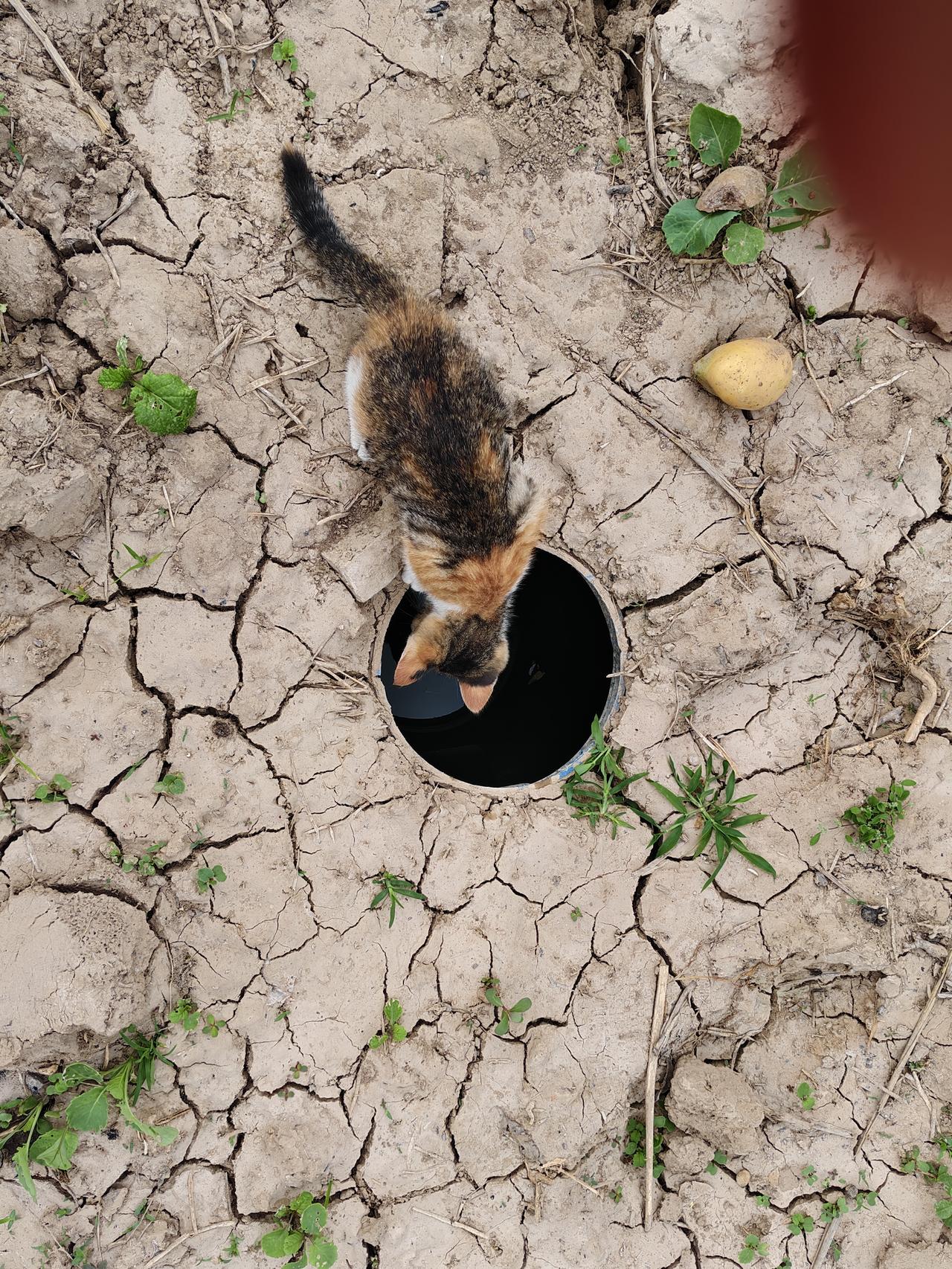 您瞧，在运城临猗黄豆景村，一只花猫把头伸进地里的一个水缸里在照镜子🪞它瞧一瞧自