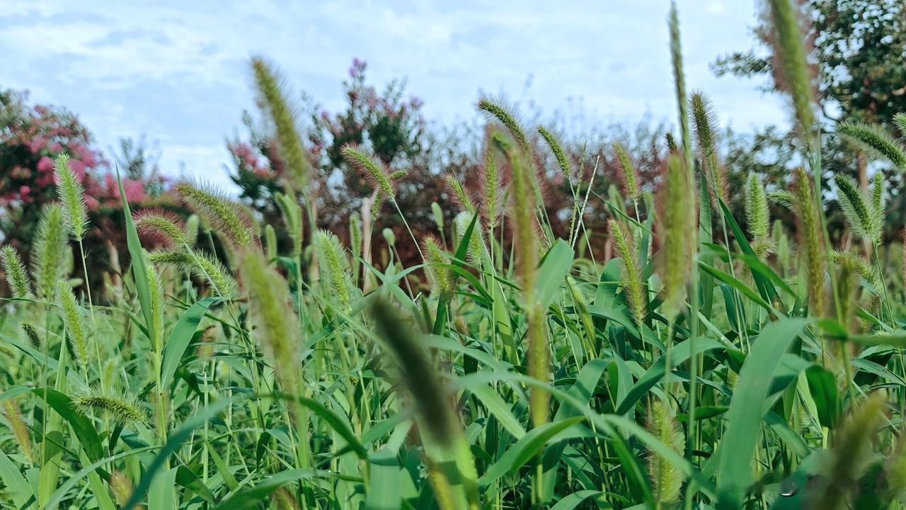 狗尾草，别名绿狗尾草、谷莠子，是禾本科一年生草本植物。因为其花序酷似毛茸茸的狗尾