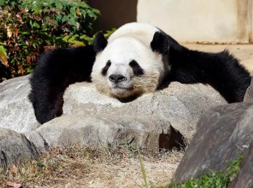 日本东京都政府突然宣布了
 
日本共同社1月19日消息，东京都政府19日表示，将