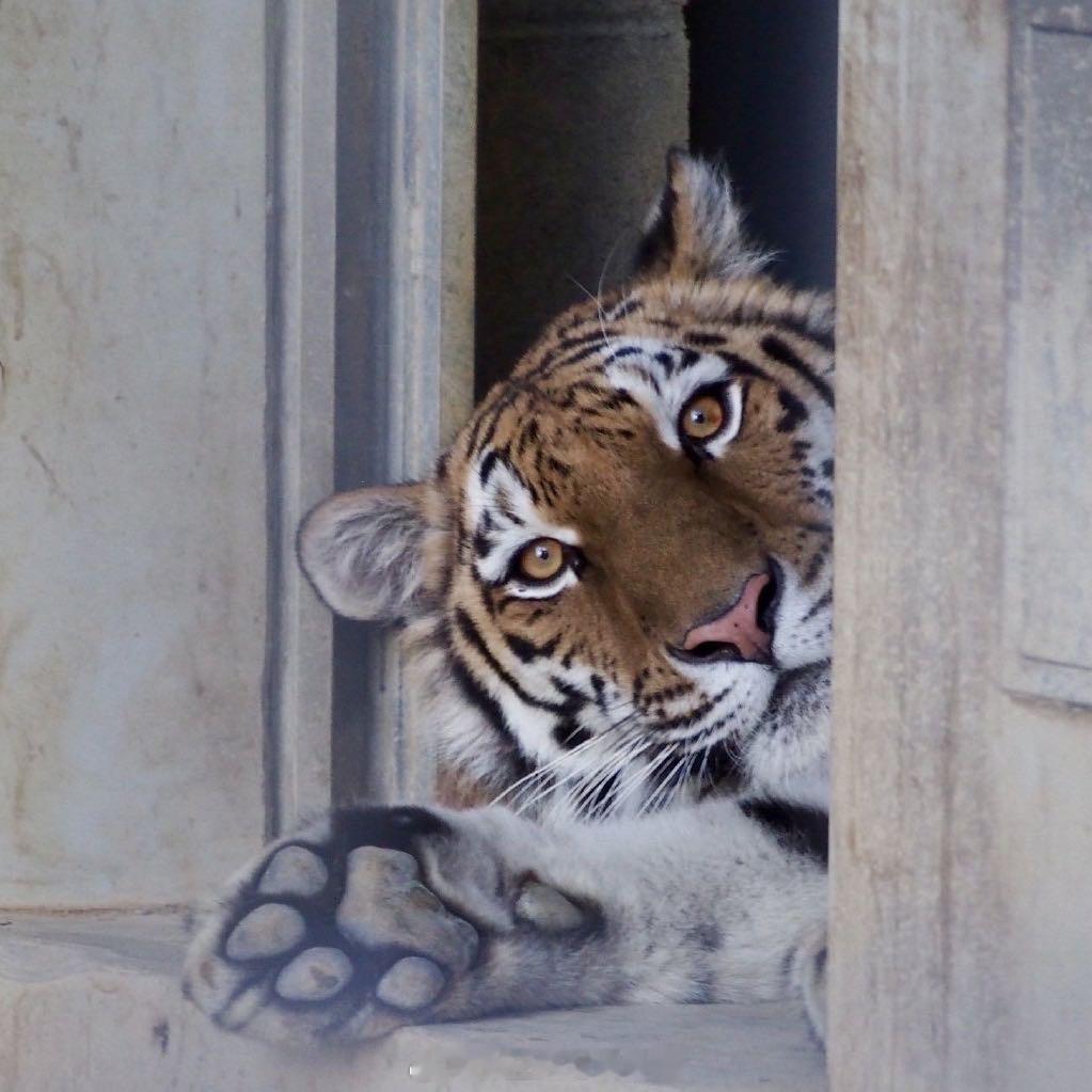 刚听媒体的朋友说，前段时间公募大规模地方监管异地抽查的，业内风格漂移出名的某 前
