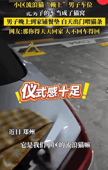 万物皆有灵性！河南，小区的流浪猫“赖上”男子车位，直接把男子的车当成了猫窝。好心