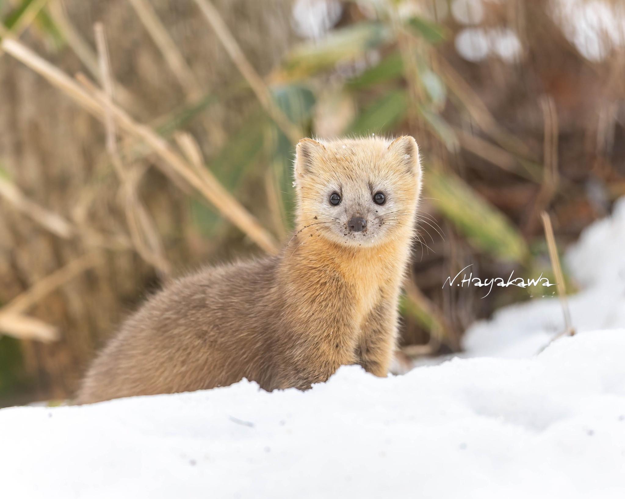 脏脸貂貂太可爱啦！！！【推：hayakawa0622】 
