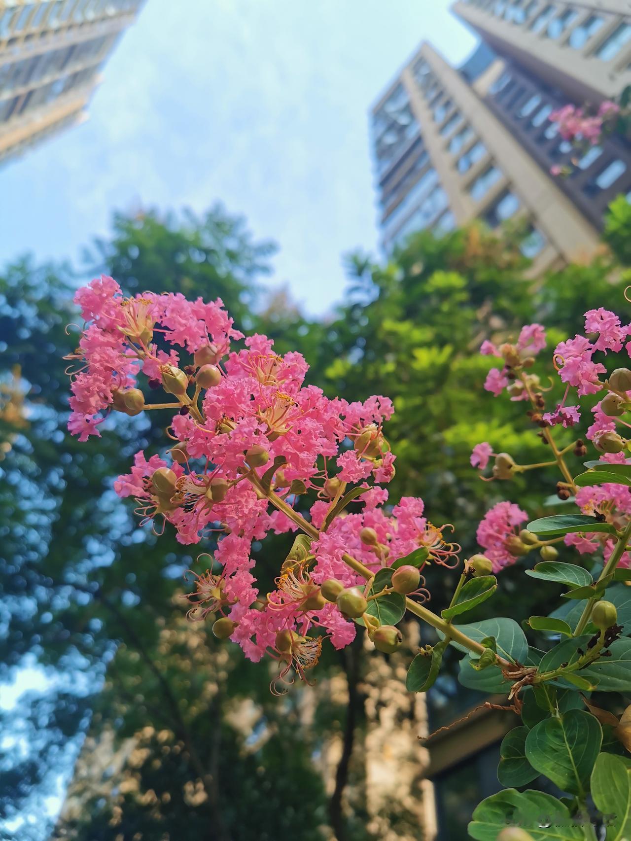#上联:轻风吹绿叶，请对下联#细雨浇红花