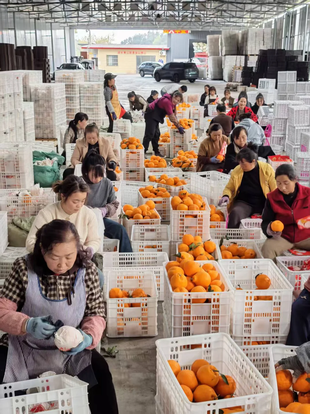 枇杷柑发货倒计时一周哦，错过了就等明年了！