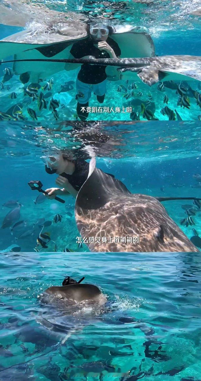 宋亚轩薄肌身材宋亚轩和魔鬼鱼的爱恨情仇 宋亚轩和魔鬼鱼的爱恨情仇~ 