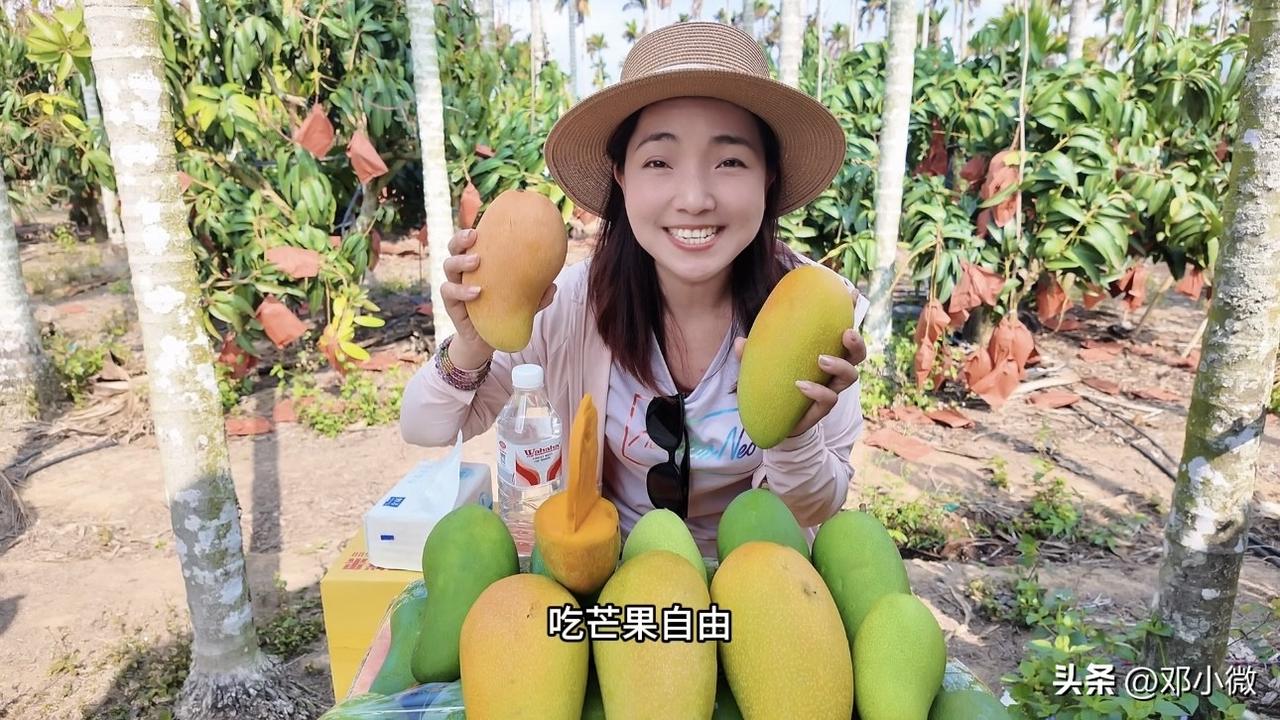 邓小微一路自驾到海南，不只是为了看海，更是为了这一口头茬金煌芒！
金黄饱满，果肉