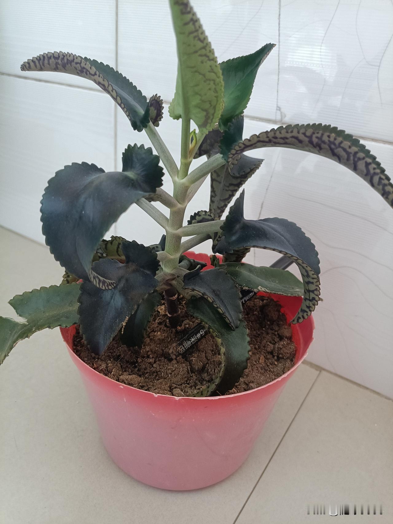 这是一棵不死鸟，想用它嫁接长寿花，我想底部留下俩对叶子，然后剪掉上半部分。

我