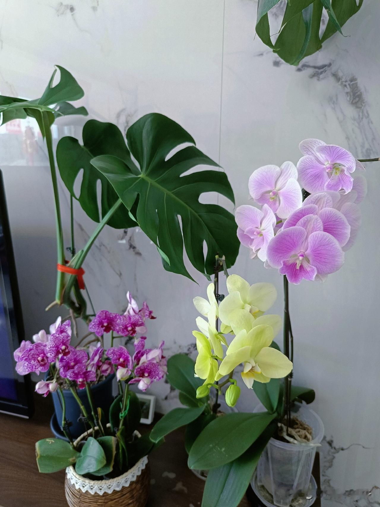 热在中伏里，这话是千真万确的，两天没出门了，听老人家讲，夏天该出汗的时候就要出汗